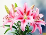 怎样形容百合花的样子