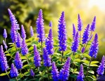 2025年蓝花鼠尾草几年生
