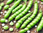 2025年豌豆种子传播方式
