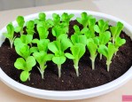 简易生菜种子催芽方法