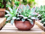 肉肉植物怎么养才漂亮