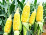 水果玉米怎么种植方法