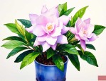 水养栀子花的正确养法