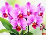 蝴蝶兰的花语是什么呀