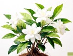 茉莉的养殖方法和剪枝