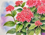 2025年三七花能降尿酸吗