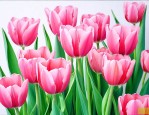 郁金香花语和寓意粉色