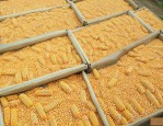 河北玉米种子十大品种