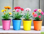 迷你花盆适合养什么花