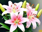 如何延长百合花的花期