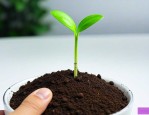 种子发芽指数计算公式