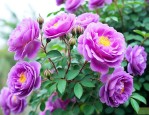 紫蔷薇花的花语是什么