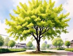 2025年谁在南京种梧桐树