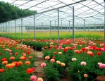 花卉温室大棚一亩造价