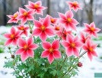 冬季满天星花怎么养殖方法