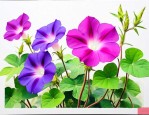 牵牛花扦插时间和方法