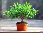金枝玉叶怎么种植盆栽