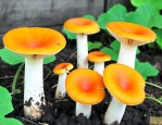 南瓜花菌子怎么做好吃