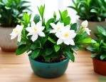 水培栀子花的养殖方法