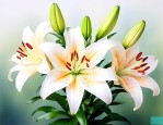 百合花不长个怎么处理