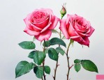玫瑰花泡水喝用多少克