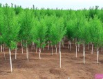 东北苗木求购最新信息