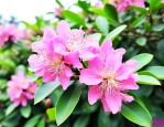 小叶赤楠开花有香味吗
