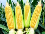 强硕98玉米品种介绍