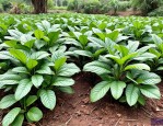 2025年三七植物有多少种