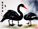 2025年黑天鹅苗市场价格