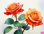 橙红色的玫瑰花叫什么