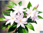 新移植的茉莉花怎么养