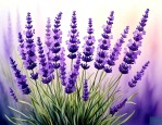 薰衣草花语及代表意义