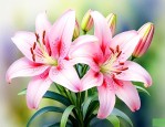 百合花的香味像什么味