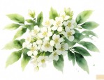 中药用的槐花到底是洋槐花还是国槐花