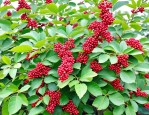 2025年怎么销售花椒种子