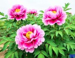牡丹花种植时间和方法