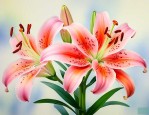 百合花象征着什么意思