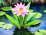 滴水观音能在水里养吗