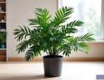 2025年吸甲醛绿植哪家好