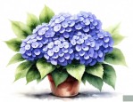 绣球花的家庭养殖方法