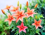 养满天星花有什么好处