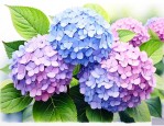 绣球花语及寓意及花语
