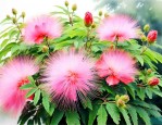芙蓉树花也叫合欢花吗