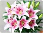 新鲜百合花多少钱一支