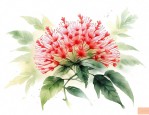 合欢花如何服用