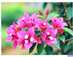 三角梅要开花了怎么养