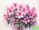 杜鹃花夏天怎么养杜鹃花可以用花多多1号吗