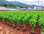 2025年苗木移栽报价清单