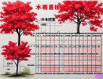 2025年红枫苗木价格表格